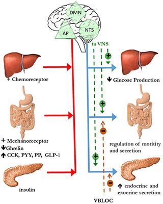 The Role of the Autonomic Nervous System in the Pathophysiology of Obesity